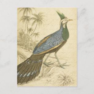 Vintage Bird Blue Green Feathers Peacock Pheasants Postkarte
