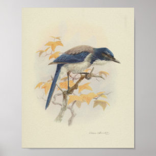 Vintage Bird Blue White Print Poster
