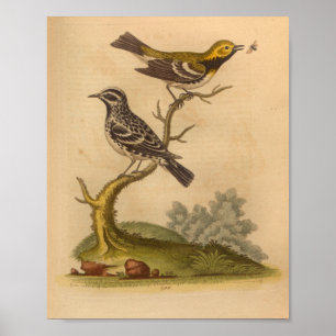 Vintage Bird Yellow Black Poster