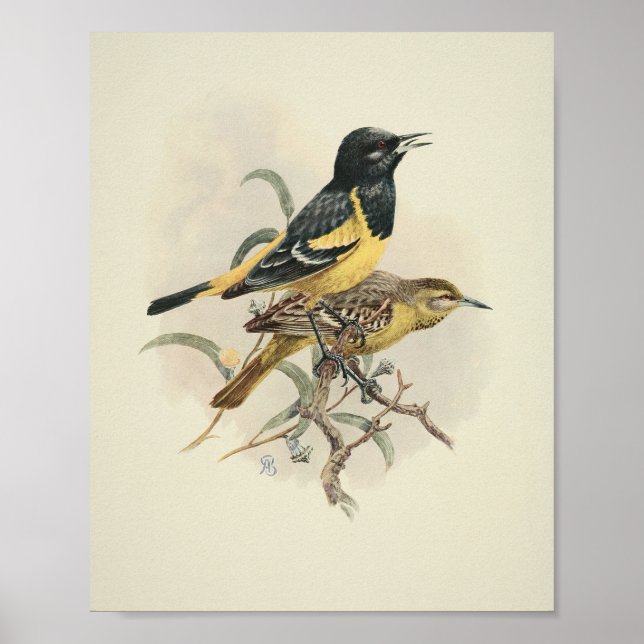 Vintage Bird-Yellow-Print Poster (Vorne)