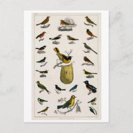 VINTAGE BIRDS CHART POSTCARD POSTKARTE