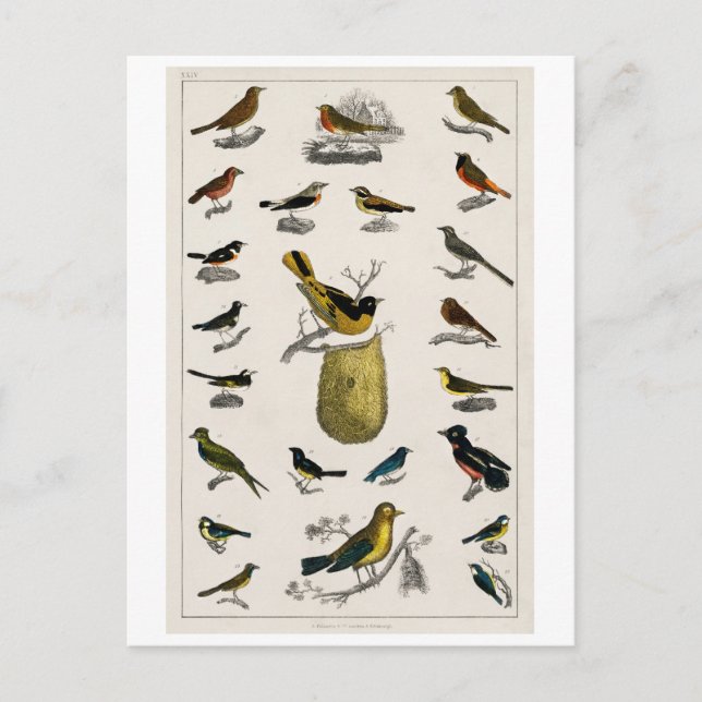 VINTAGE BIRDS CHART POSTCARD POSTKARTE (Vorderseite)