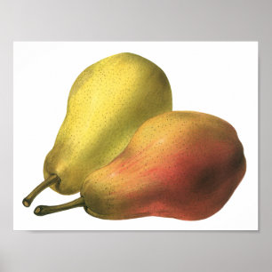 Vintage Birnen, Bio-Lebensmittel, reife Früchte Poster