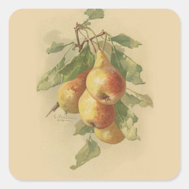 Vintage Birnen Quadratischer Aufkleber (Vorderseite)
