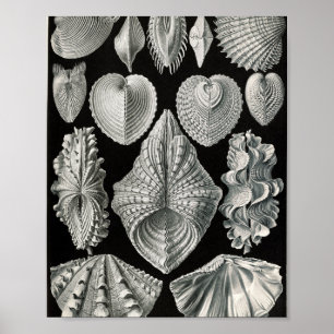 Vintage-Bivalven-Schalen wissenschaftliche Illustr Poster