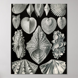 Vintage-Bivalven-Schalen wissenschaftliche Illustr Poster