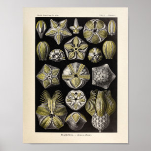 Vintage-Blastoidea-Farbdruck Ernst Haeckel Kunstpr Poster