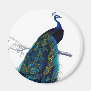 Vintage Blau Eleganter Farbiger Pfau Magnet