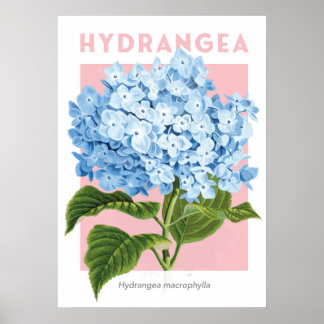 Vintage-Blau-Hortensien-Plakat Poster