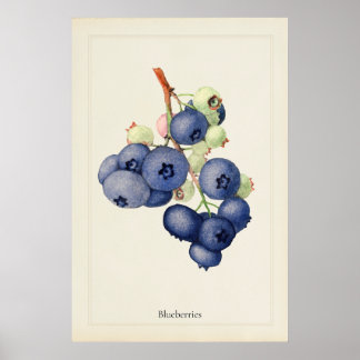 Vintage Blaubeeren Botanische Kunst Druck Poster