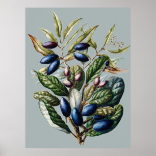 Vintage Blaue Früchte Botanisch Sarah Featon Kunst Poster
