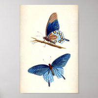 Vintage blaue Schmetterlinge