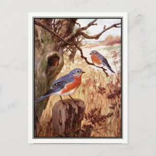 Vintage Blauhäher von Robert Bruce Horsfall Postkarte