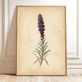 Vintage Blazing Star Blumen Wandkunst Poster