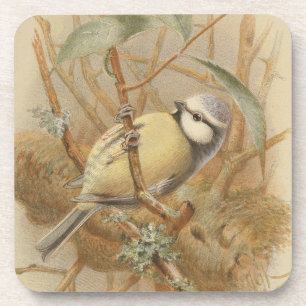 Vintage Bluetit-Illustration Getränkeuntersetzer