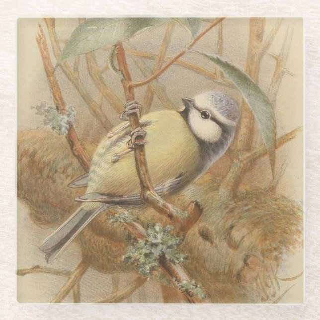 Vintage Bluetit-Illustration Glasuntersetzer (Vorderseite)