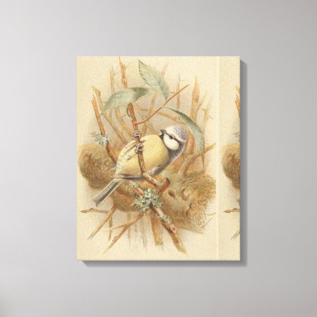 Vintage Bluetit-Illustration Leinwanddruck (Vorderseite)
