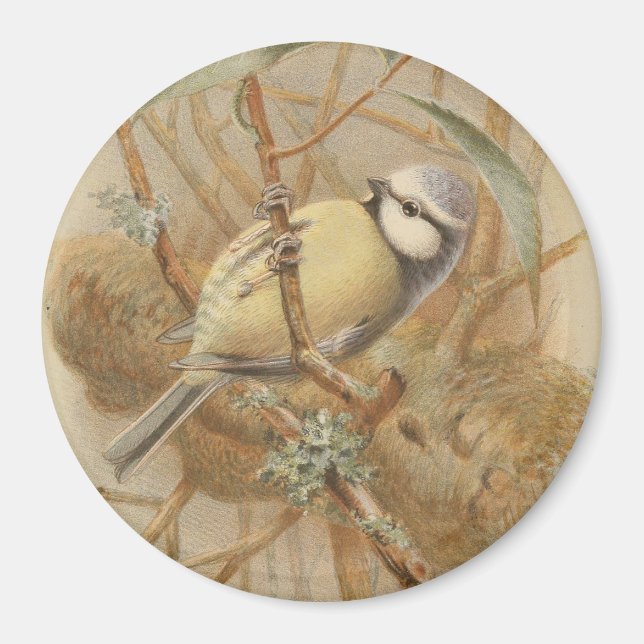 Vintage Bluetit-Illustration Magnet (Vorne)