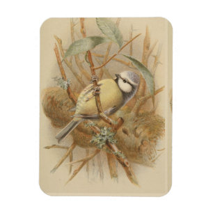 Vintage Bluetit-Illustration Magnet