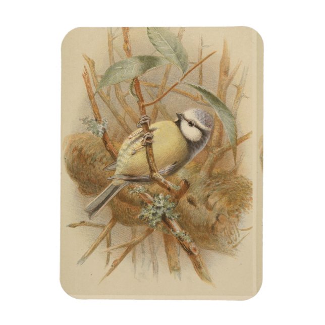 Vintage Bluetit-Illustration Magnet (Vertikal)