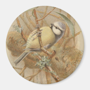 Vintage Bluetit-Illustration Magnet
