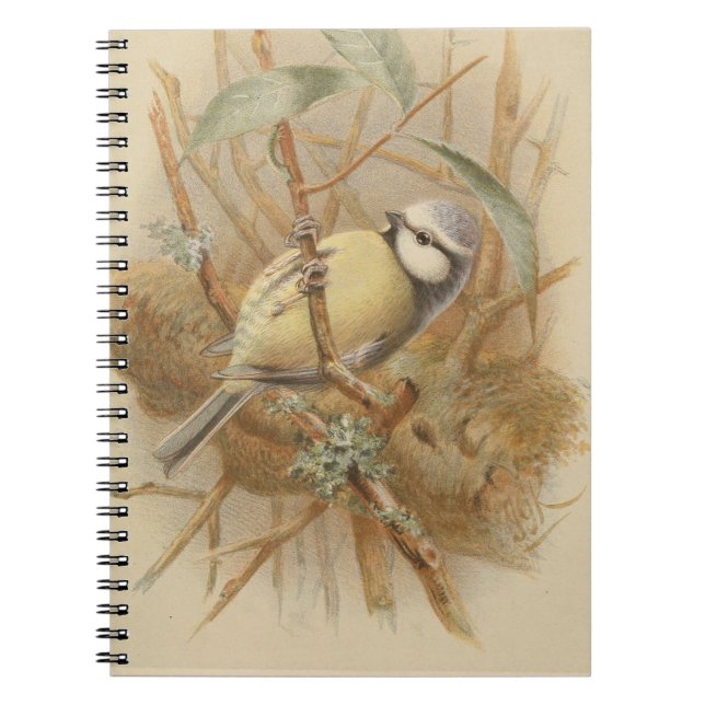 Vintage Bluetit-Illustration Notizblock (Vorderseite)
