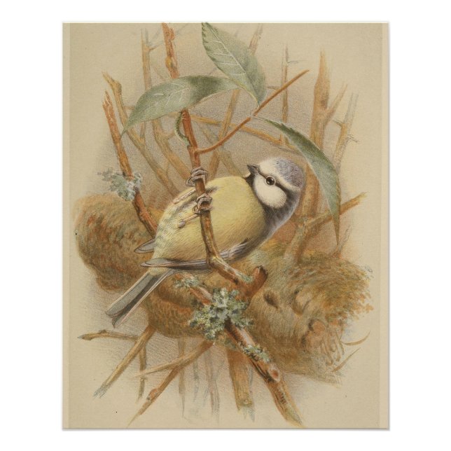 Vintage Bluetit-Illustration Poster (Vorderseite)