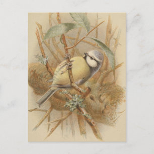 Vintage Bluetit-Illustration Postkarte