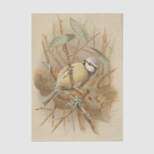 Vintage Bluetit-Illustration Seidenpapier