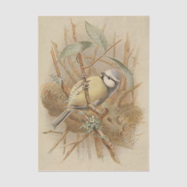 Vintage Bluetit-Illustration Seidenpapier (Vorderseite)
