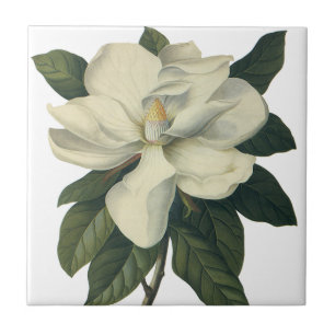Vintage blühende weiße Magnolienblüten Fliese