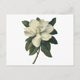 Vintage blühende weiße Magnolienblüten Postkarte
