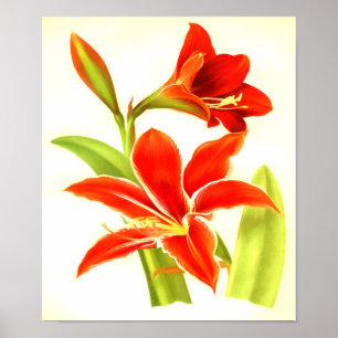 Vintage Blume Amaryllis Poster