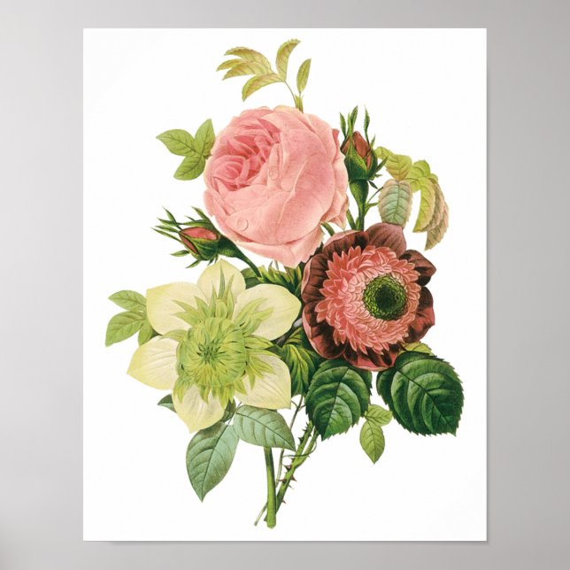 Vintage Blume, Anemone Rose Clematis von Redoute Poster (Vorne)