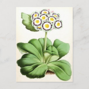 Vintage Blume "Auricula John Waterston" Postkarte