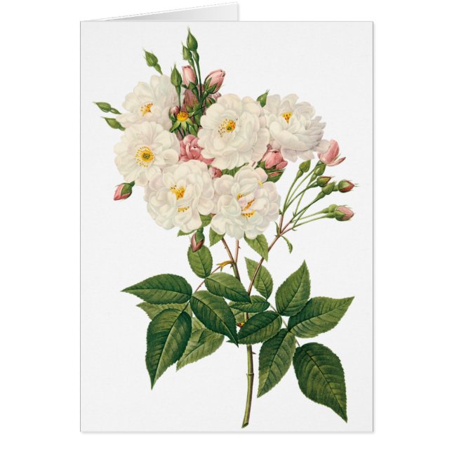 Vintage Blume Blütenrot Noisette Rose Redoute (Vorne)