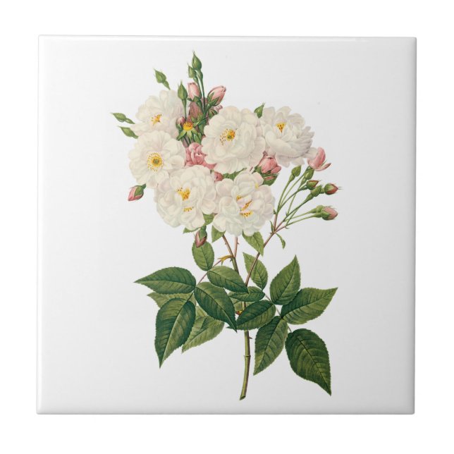 Vintage Blume Blütenrot Noisette Rose Redoute Fliese (Vorderseite)