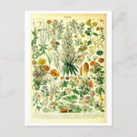 Vintage Blume Botanische Illustration Postkarte
