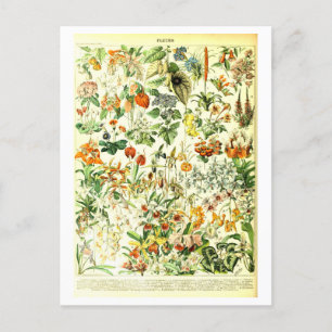 Vintage Blume Botanische Illustration Postkarte