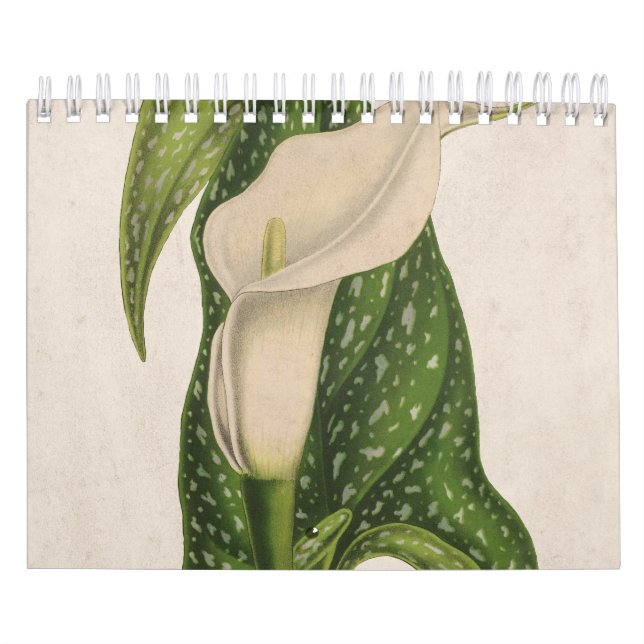Vintage Blume Calla Lily Green Blätter schließen Kalender (Titelbild)