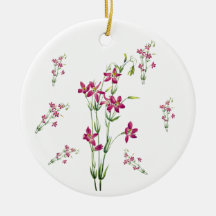 Vintage Blume - Centaurium von Mary Vaux Walcott