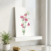 Vintage Blume - Centaurium von Mary Vaux Walcott