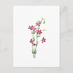 Vintage Blume - Centaurium von Mary Vaux Walcott Postkarte