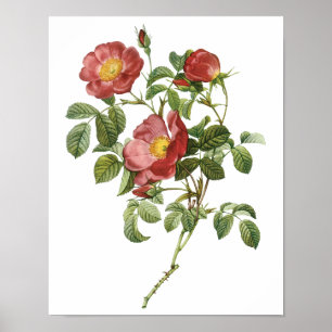 Vintage Blume Florale Rote Rose der Liebe durch Re Poster