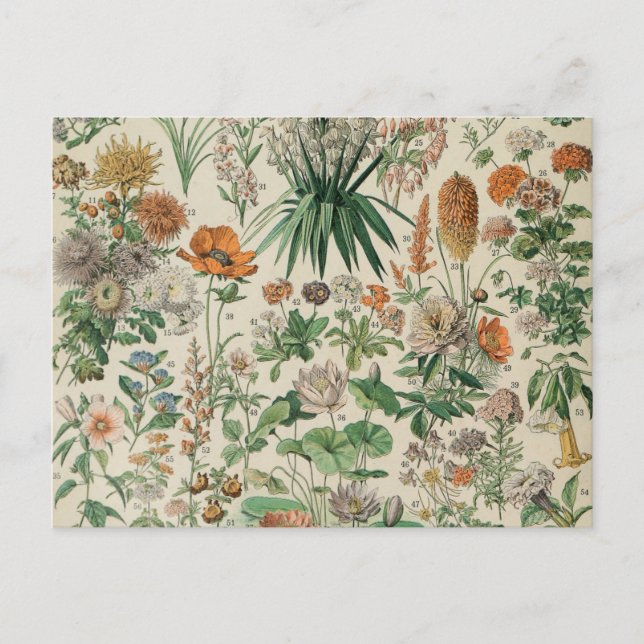 Vintage Blume Illustration Adolphe Millot Postkarte (Vorderseite)