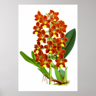 Vintage Blume in Rot und Gelb Poster