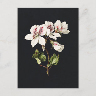 Vintage Blume in Weiß und Rosa Postkarte