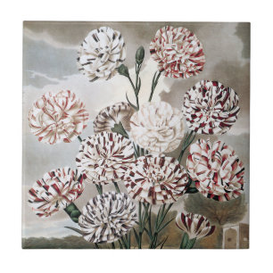 Vintage Blume mit variierter Narbenkarnation mit g Fliese