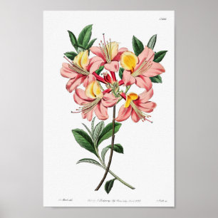 Vintage Blume Poster