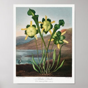 Vintage Blume Poster